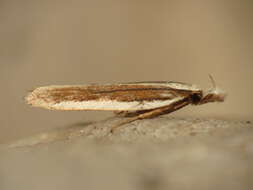 Image of Juniper webworm