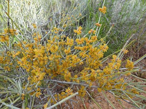 Image of Gray Ephedra