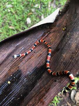 Image of Allen's Coral Snake