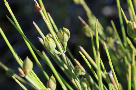 Image of Gray Ephedra