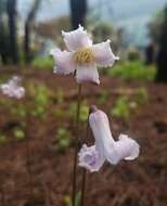 Image of Baldwin's Clematis