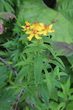 Image of Hypericum ascyron subsp. gebleri (Ledeb.) N. Robson