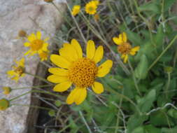 Image of San Pedro daisy