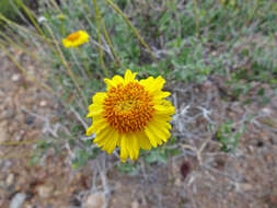 Sivun Encelia resinifera C. Clark kuva