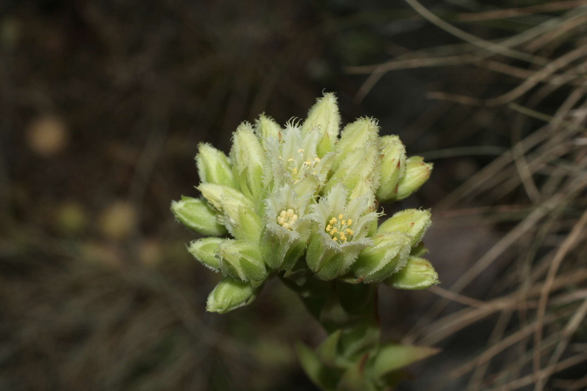 Imagem de Sempervivum globiferum subsp. allionii (Jord. & Fourr) H.