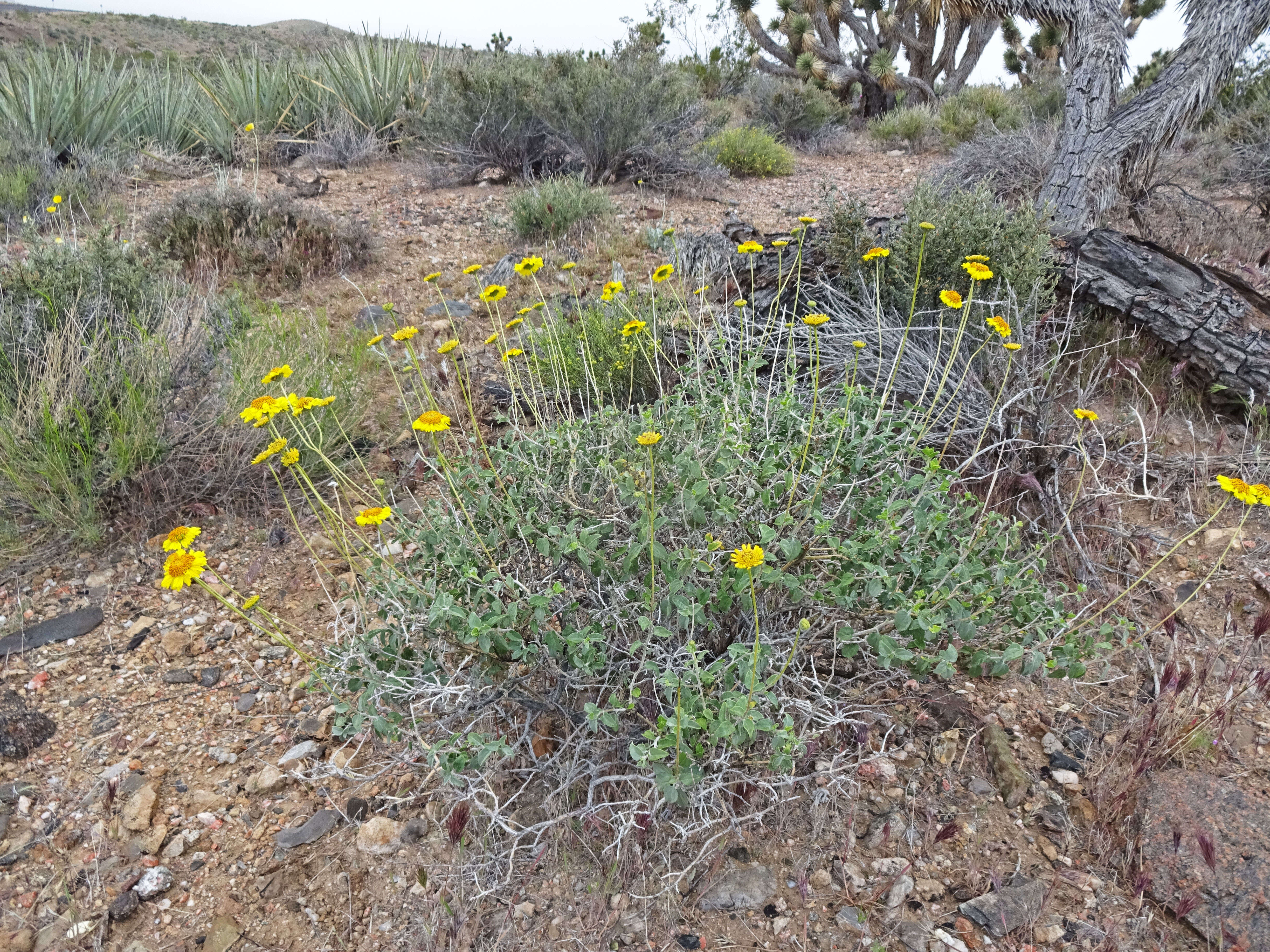 Sivun Encelia resinifera C. Clark kuva