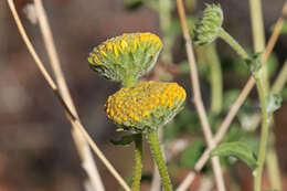 Sivun Encelia resinifera C. Clark kuva