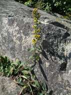 Imagem de Solidago hispida var. hispida