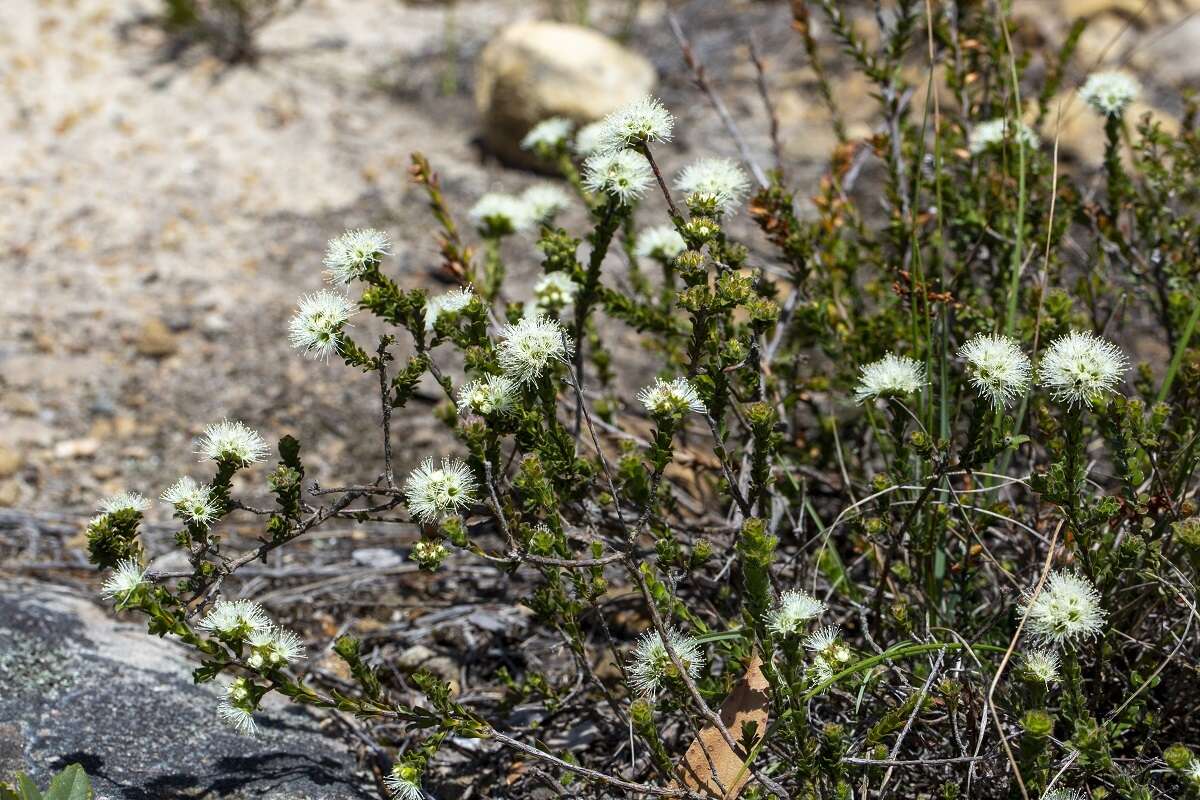 صورة Kunzea capitata subsp. seminuda Toelken