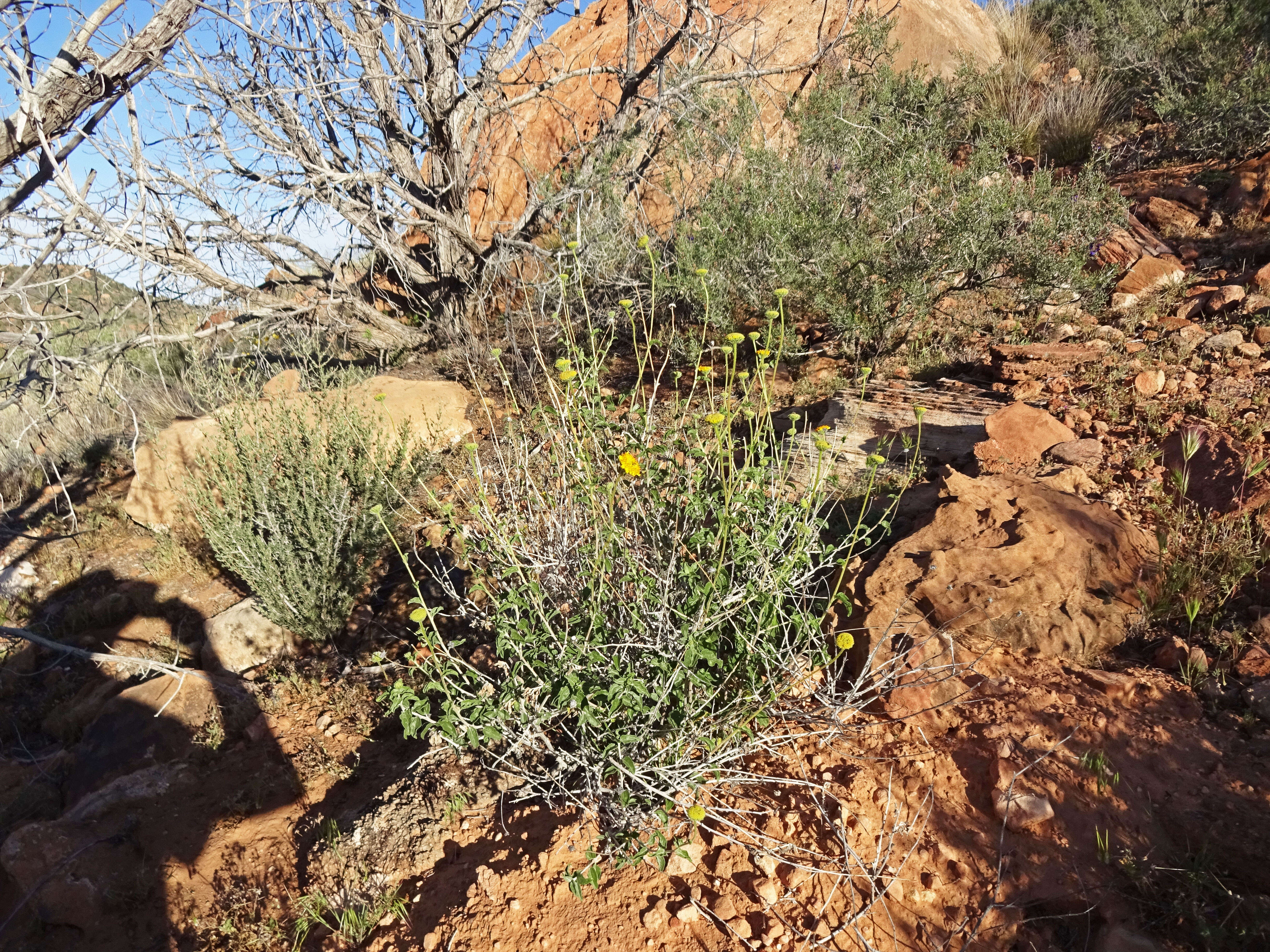 Sivun Encelia resinifera C. Clark kuva