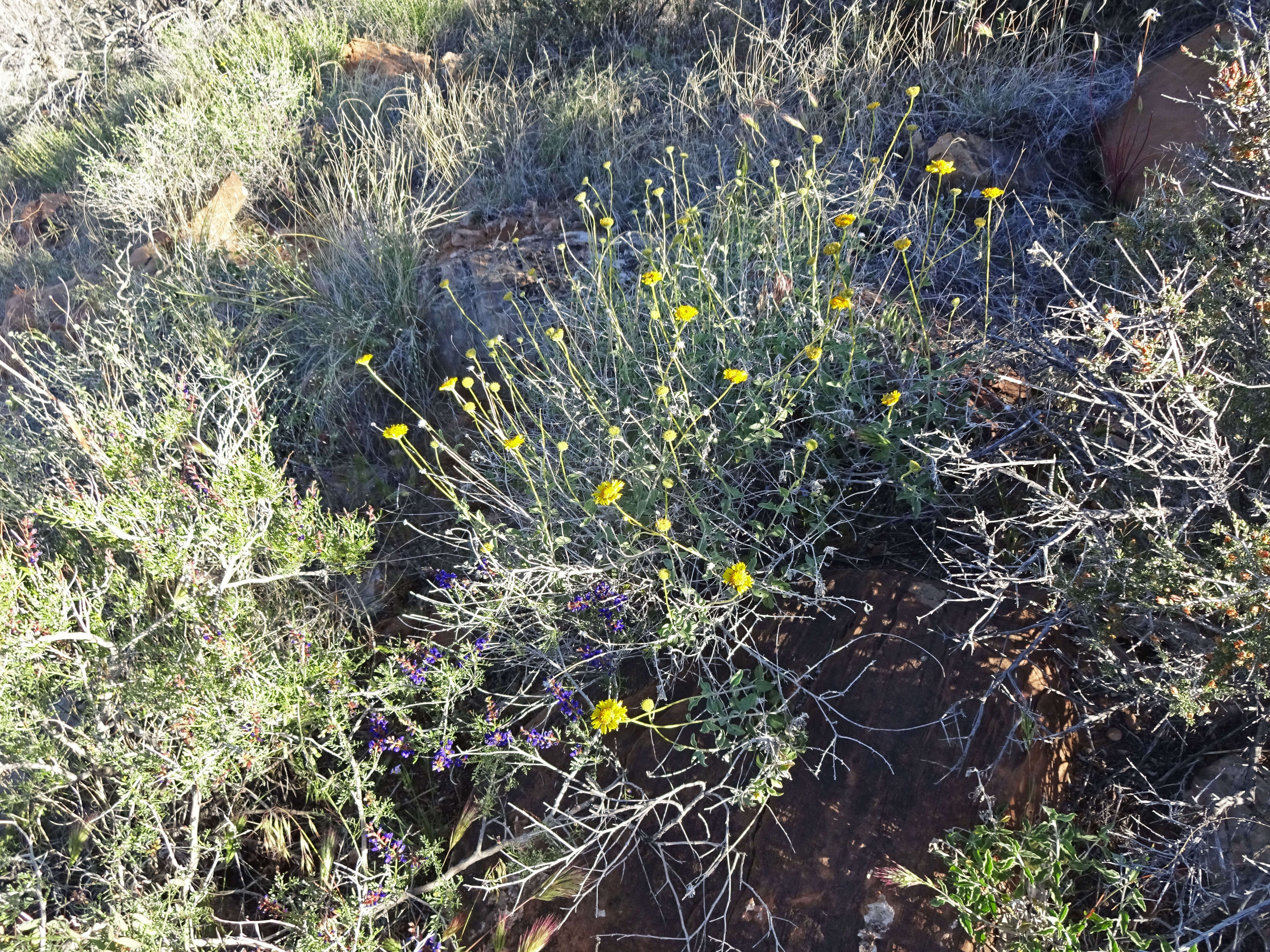 Sivun Encelia resinifera C. Clark kuva