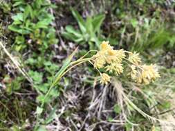 Image of Yellow Woodrush