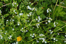 Image of Myosotis stolonifera (DC.) Leresche & Levier