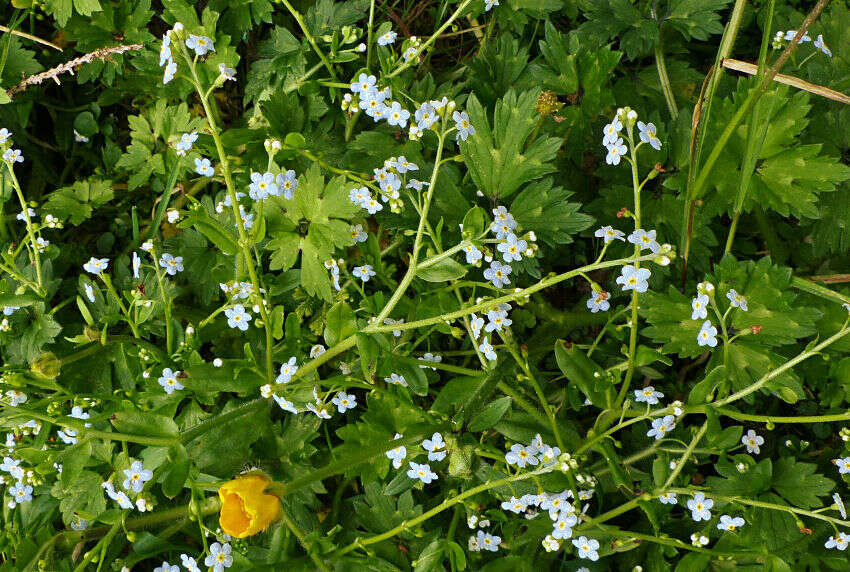 Sivun Myosotis stolonifera (DC.) Leresche & Levier kuva