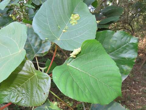 Macaranga capensis (Baill.) Sim的圖片