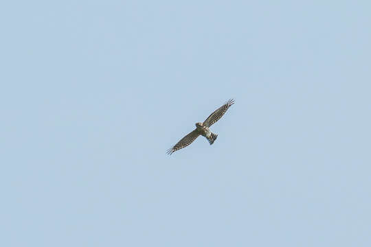 Image of Accipiter virgatus affinis Hodgson 1836