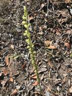 Image of Cooper's rein orchid