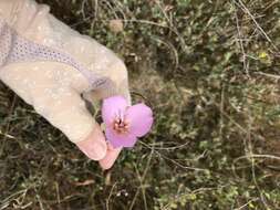 Image of Munz's mariposa lily