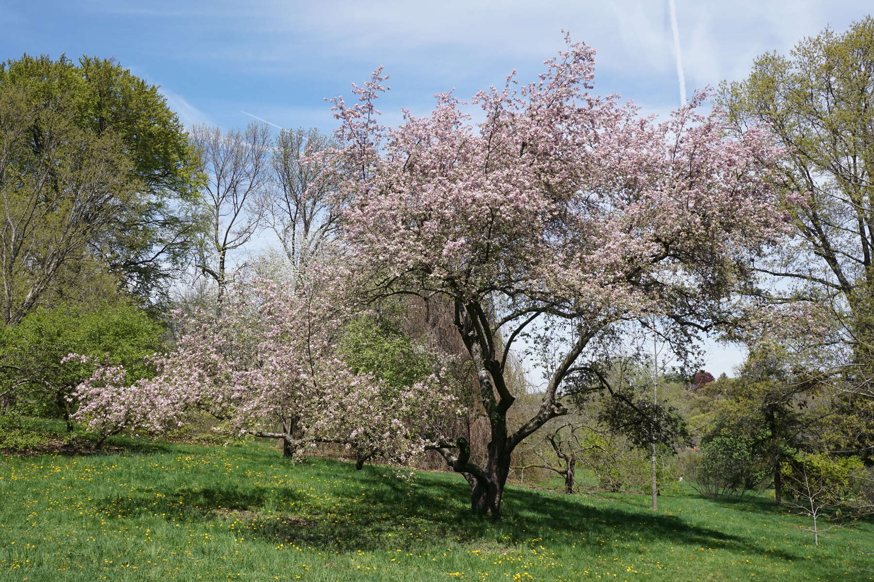 Plancia ëd Malus prunifolia (Willd.) Borkh.