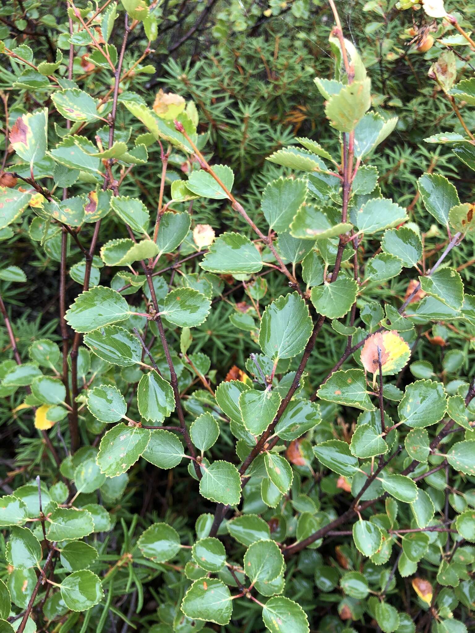 Image of Betula intermedia (Hartm.) E. Thomas ex Gaudin