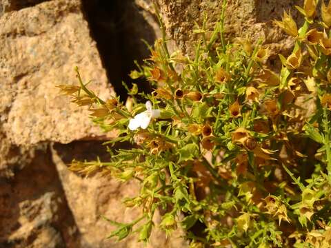 Слика од Stachys glutinosa L.