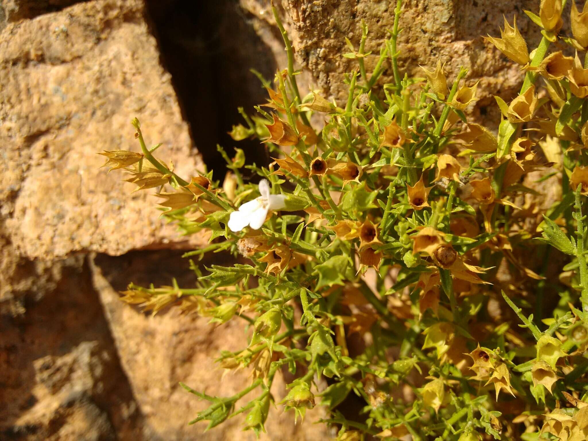 Image of Stachys glutinosa L.