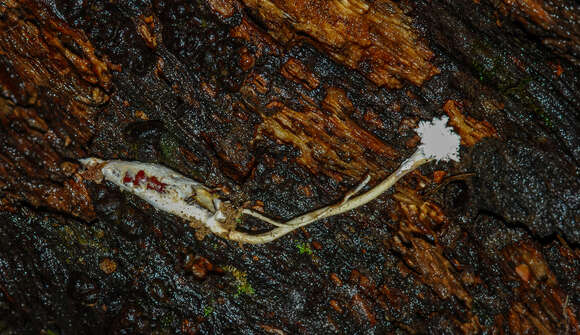 صورة <i>Cordyceps farinosa</i>