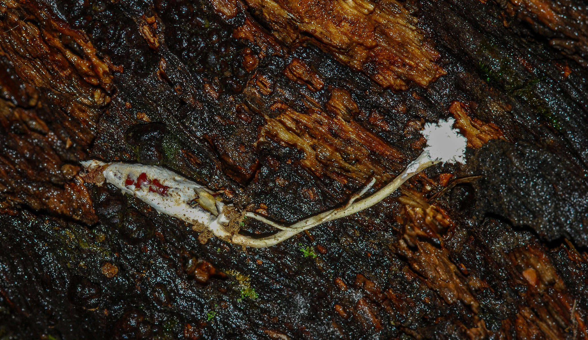Image of <i>Cordyceps farinosa</i>