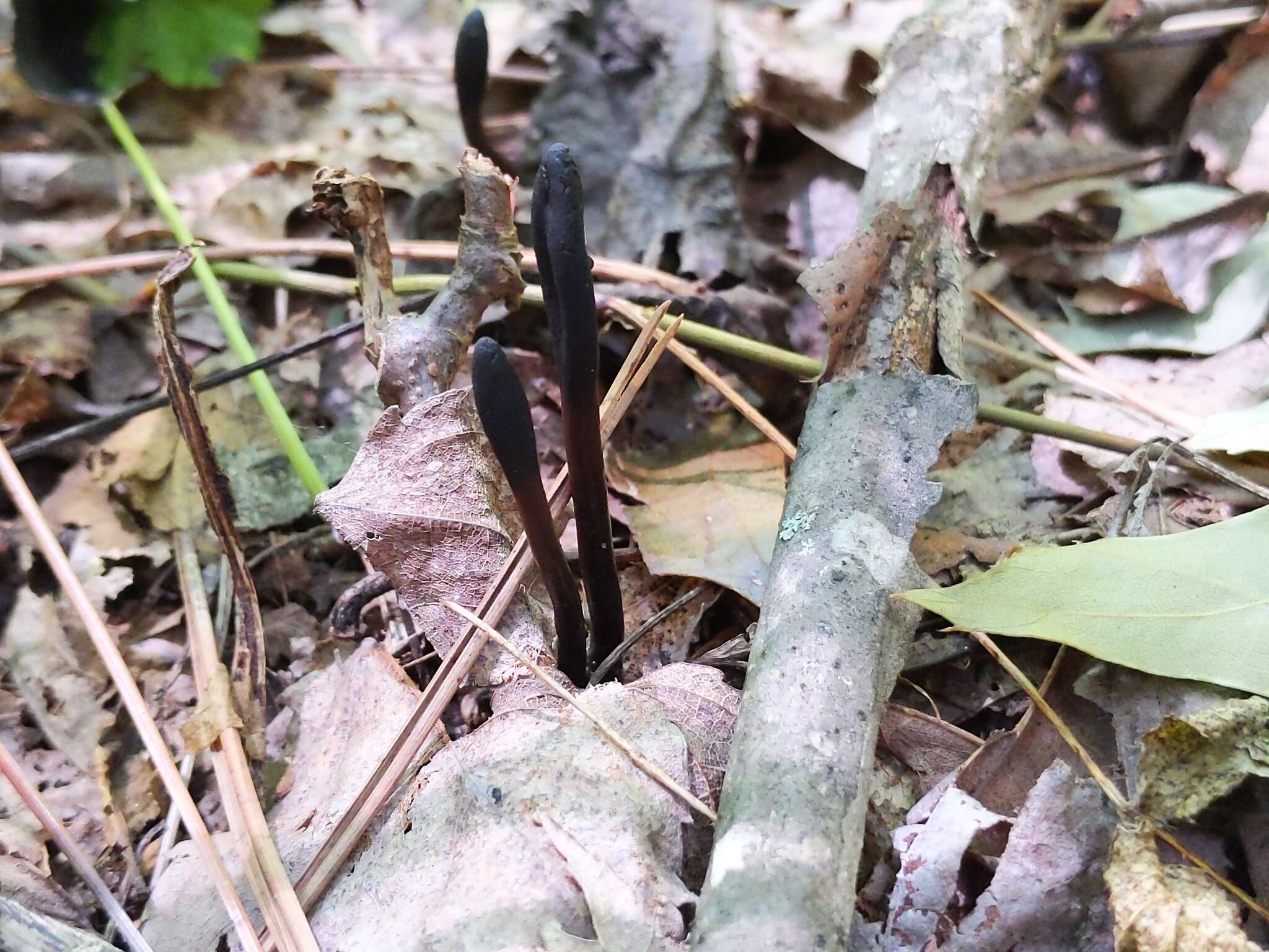 Imagem de Glutinoglossum