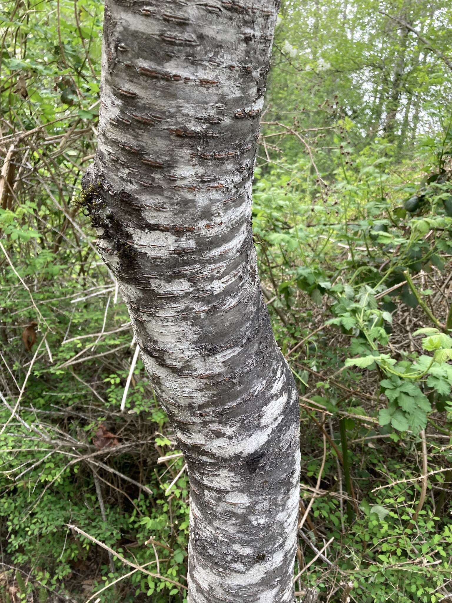 Imagem de Prunus pugetensis Jacobson & Zika