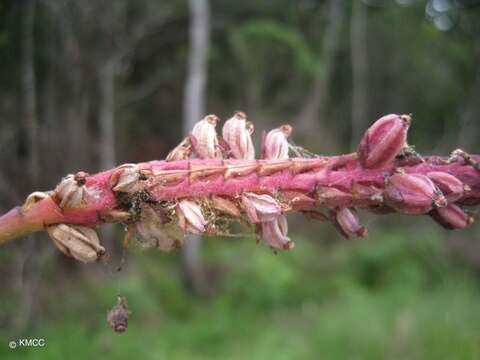 Image of Bulbophyllum quadrifarium Rolfe