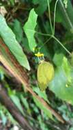 Image of <i>Eurema blanda arsakia</i>