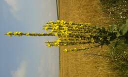 Verbascum nigrum L. resmi