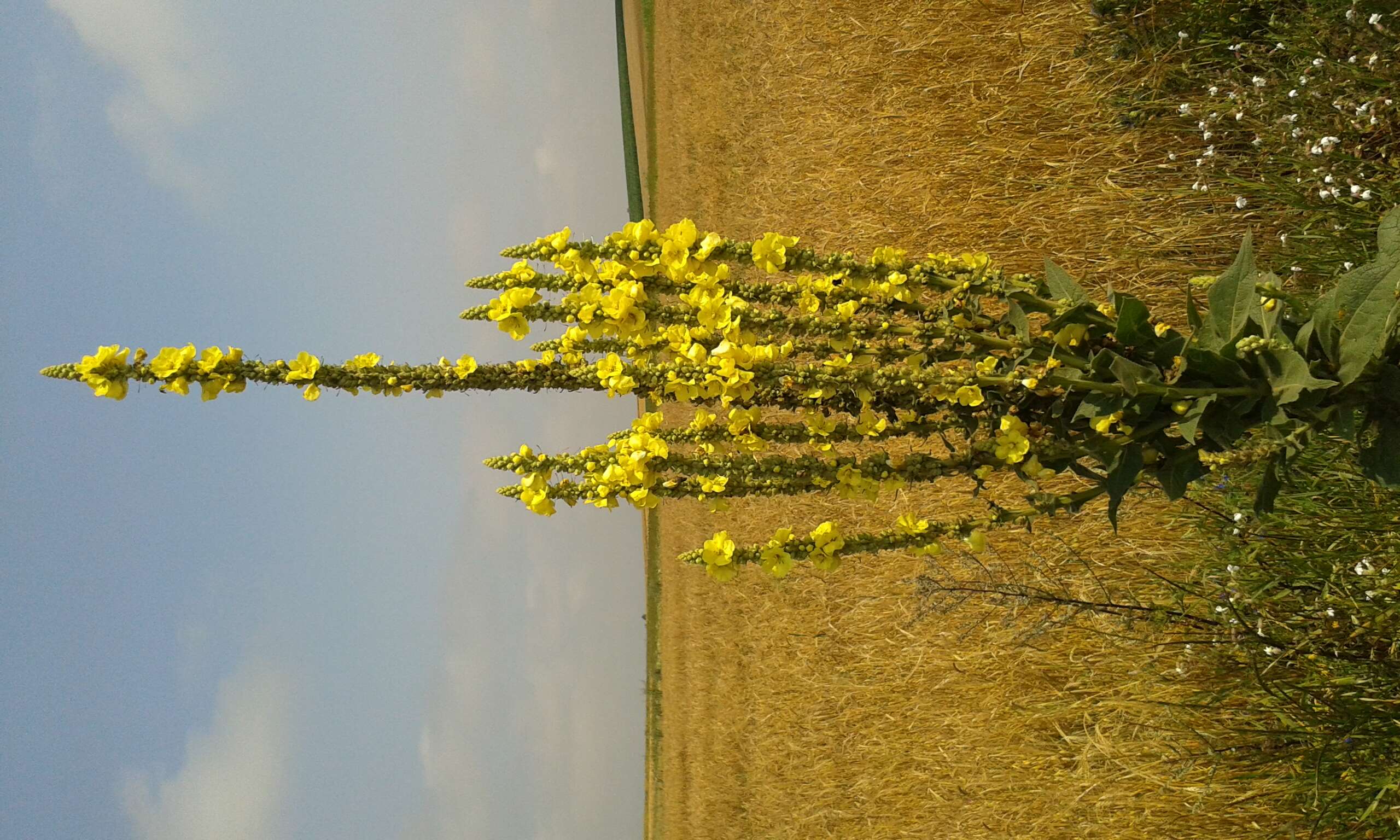 Verbascum nigrum L. resmi