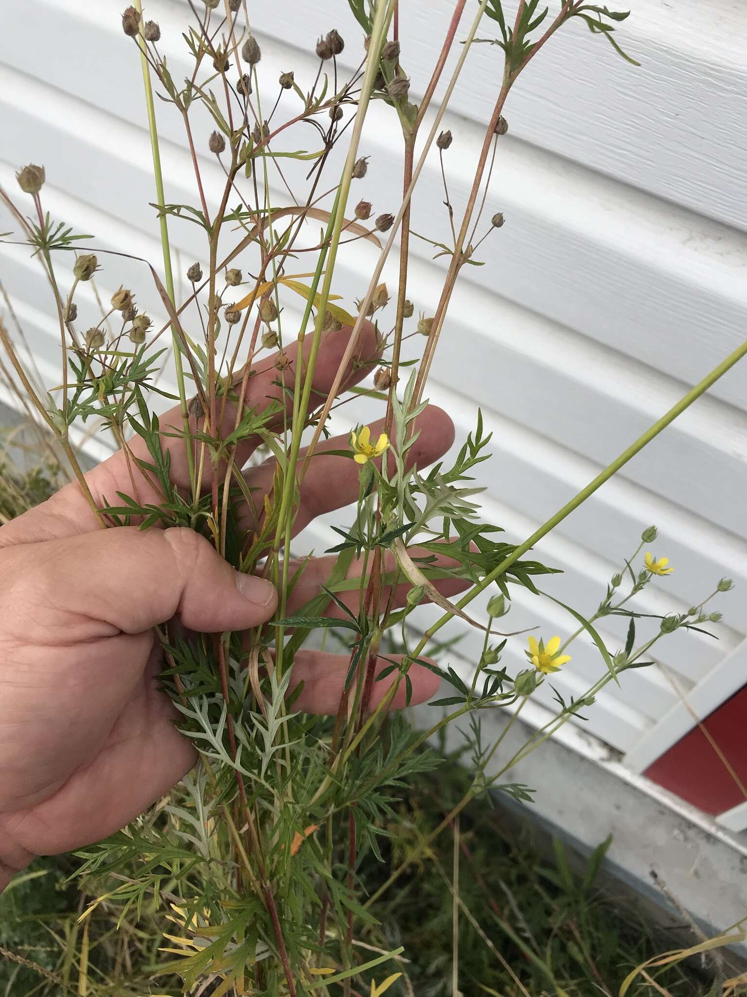 Image of staghorn cinquefoil