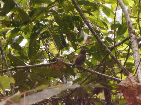 Image of Andean Solitaire