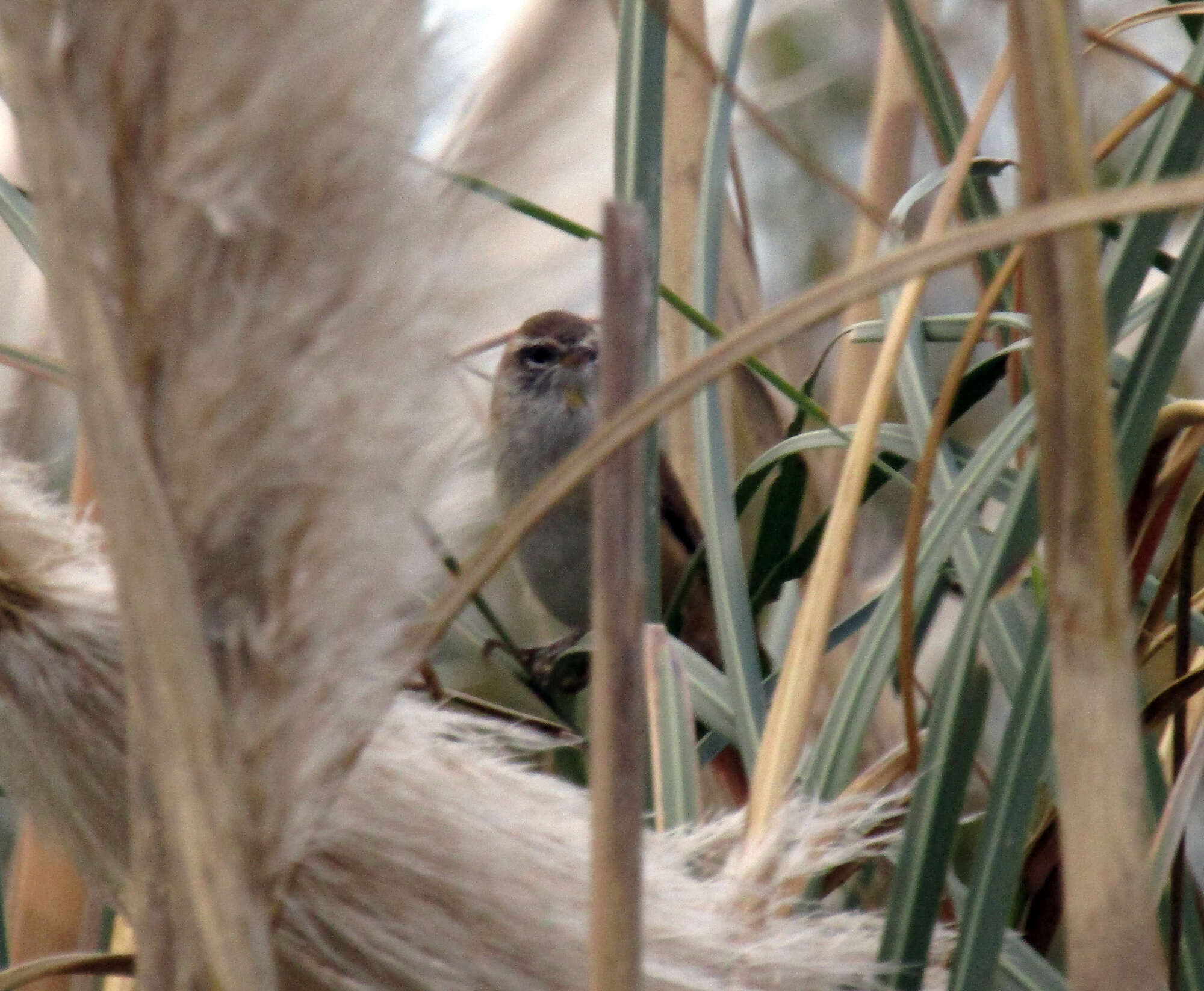 Image of Sulphur-bearded Reedhaunter