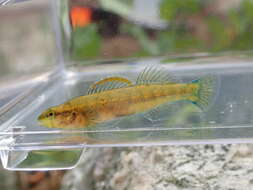 صورة Etheostoma mariae (Fowler 1947)