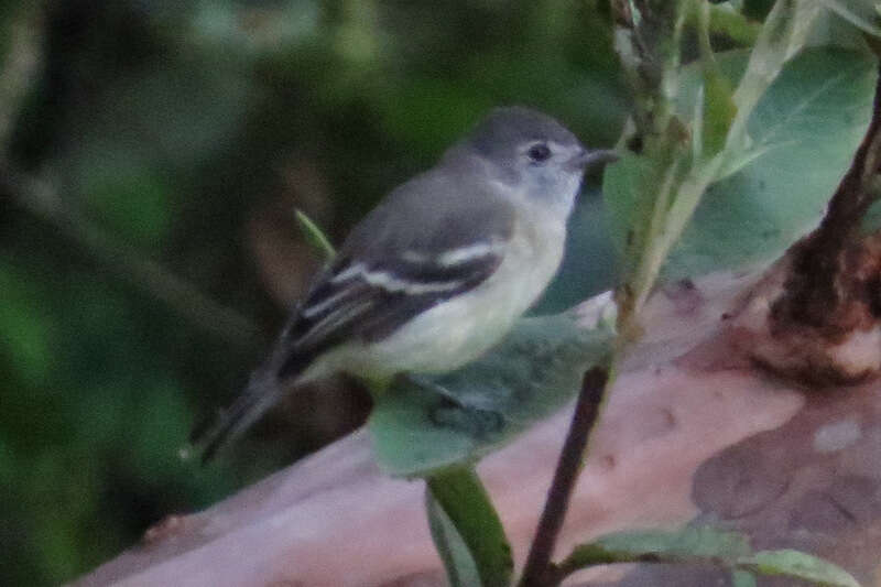 Plancia ëd Mecocerculus stictopterus (Sclater & PL 1859)