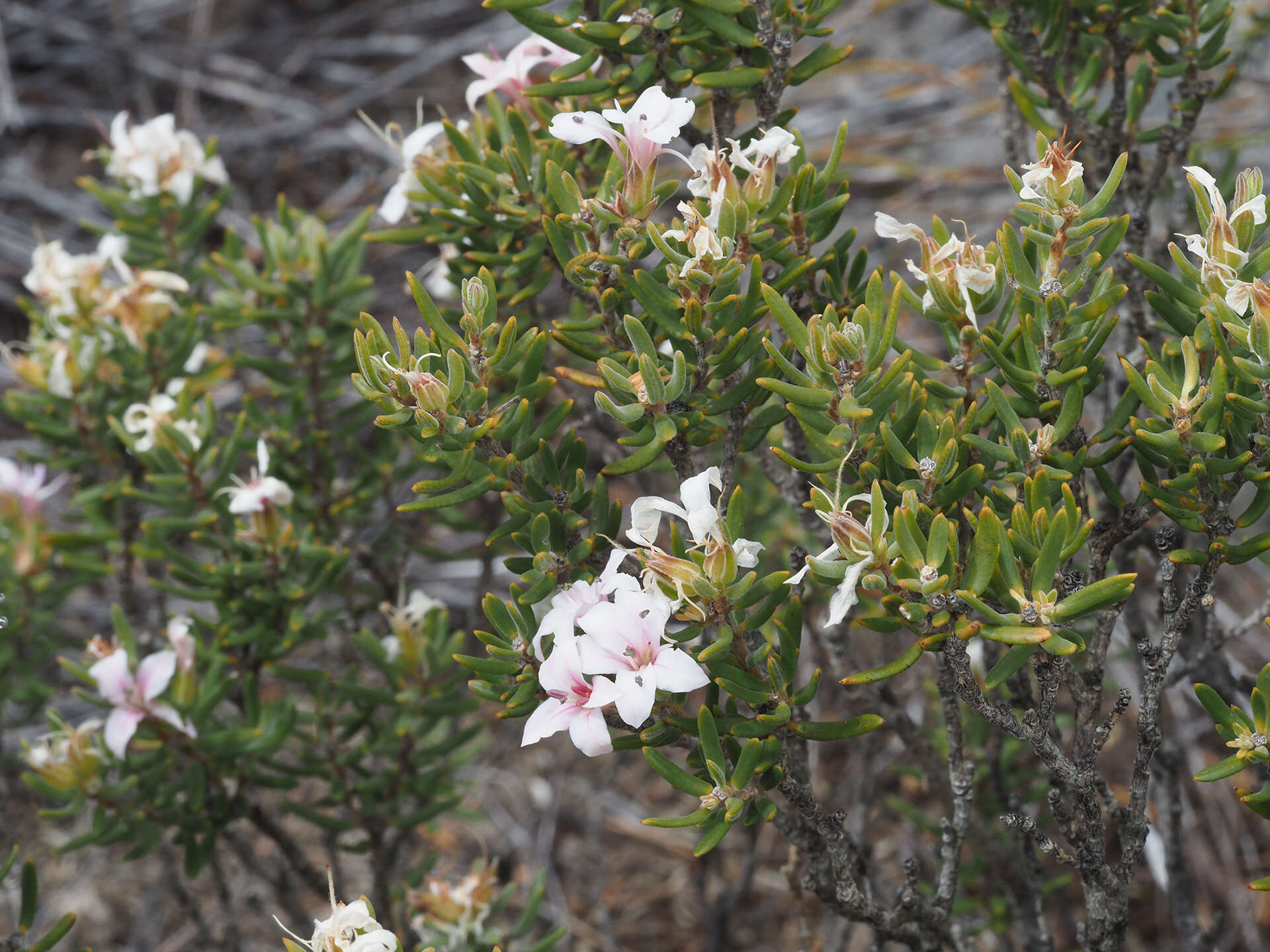 Image of Phyllosma capensis Bolus