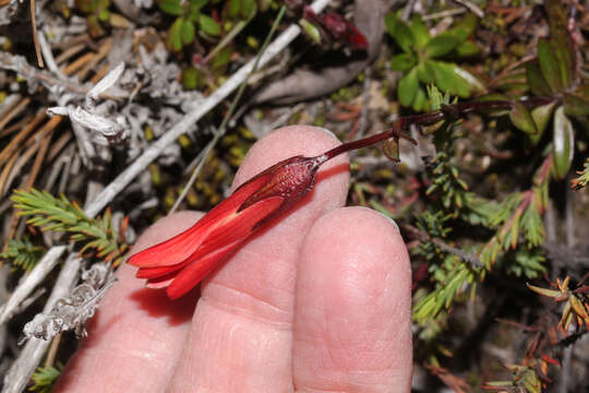 Image of Gentianella cernua (Kunth) Fabris