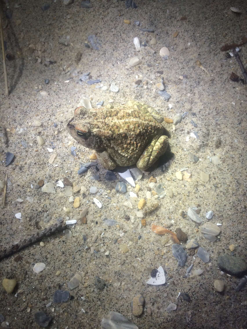 Image of Fowler's Toad