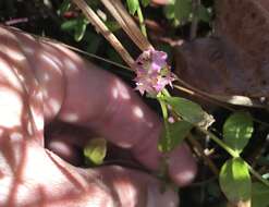 Image of Little-Leaf Milkwort