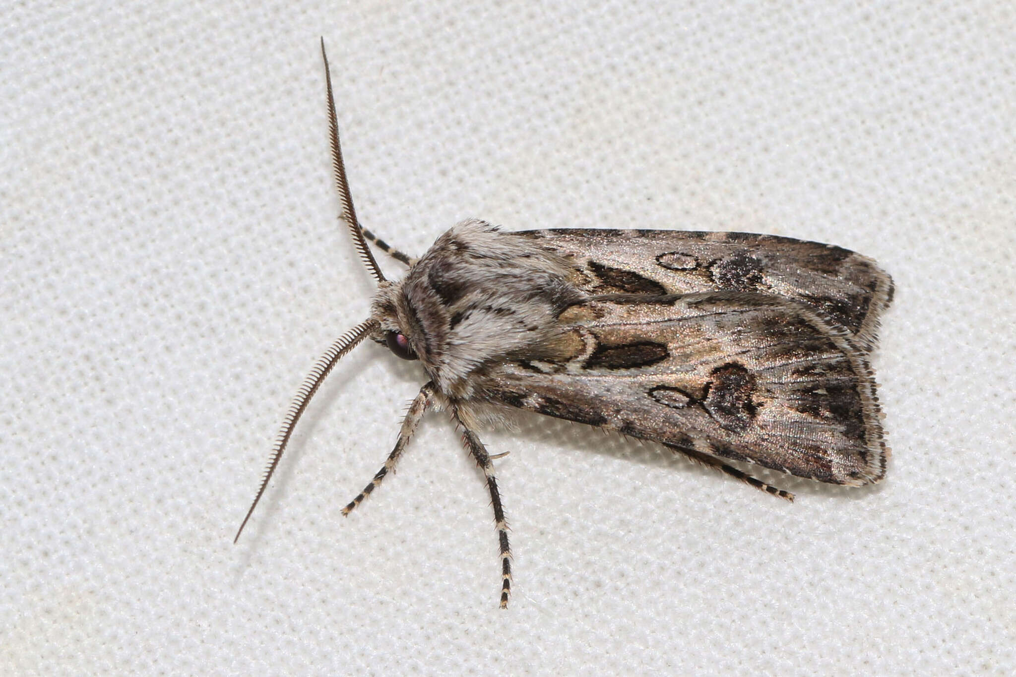 Agrotis vestigialis Hüfnagel 1766的圖片