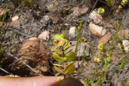 Image of Cliffortia pulchella L. fil.