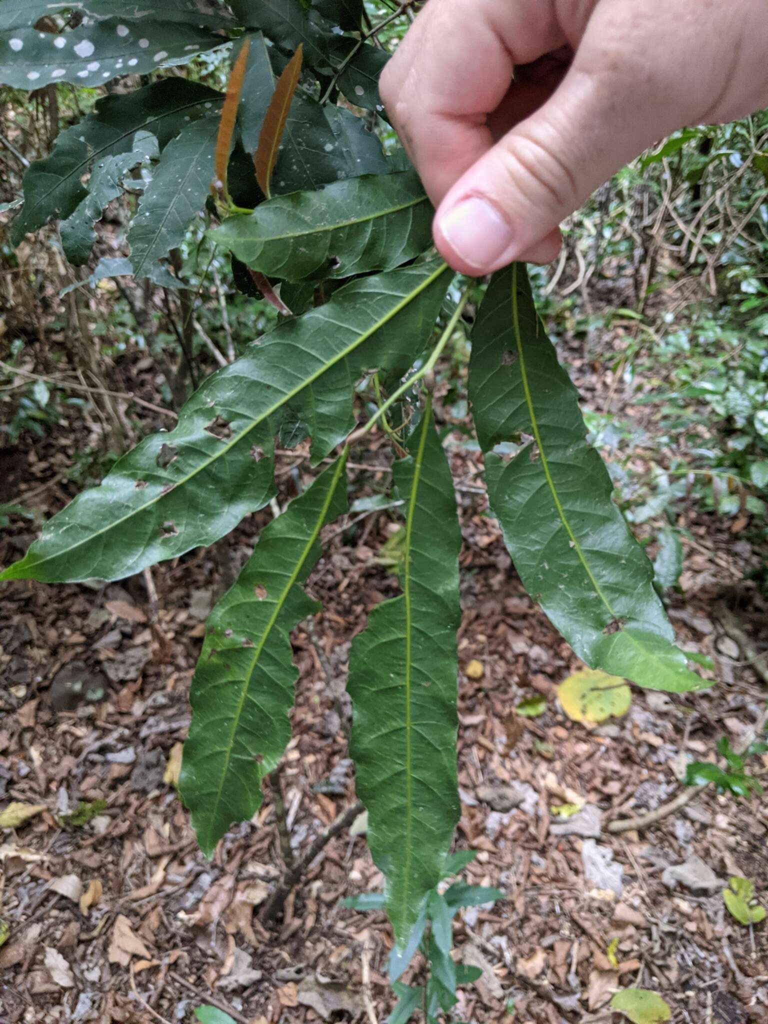 Image of Elattostachys nervosa (F. Müll.) Radlk.