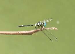 Imagem de Tetrathemis irregularis Brauer 1868