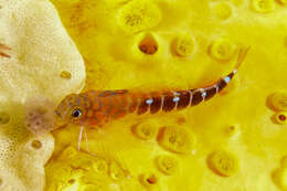 Image of Blue Dot Triplefin