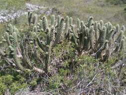 Image of cane cactus