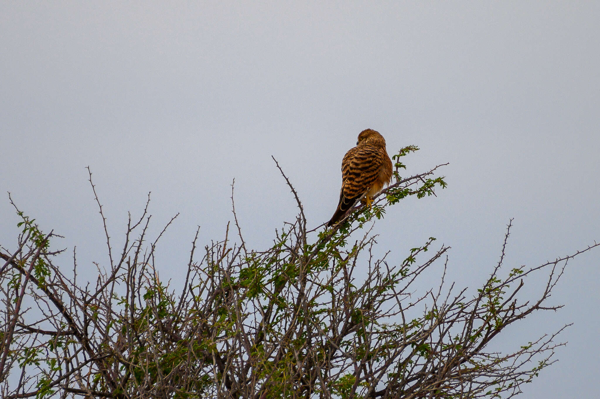 Image of Greater Kestrel